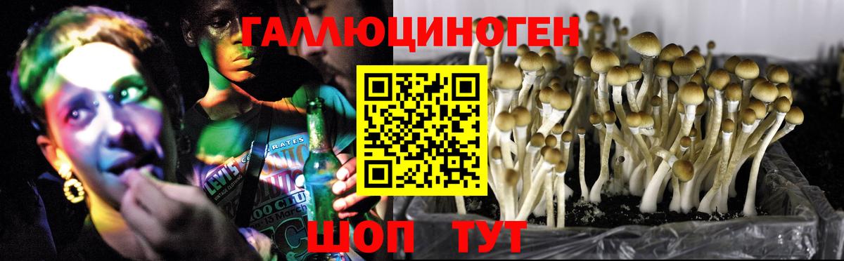 Благовещенск  Псилоцибиновые грибы Psilocybine cubensis  Вход с VPN 